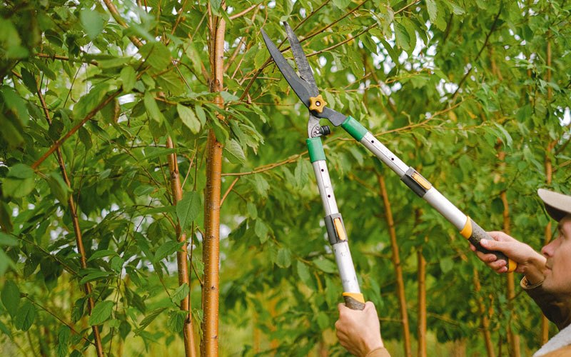Tree trimming in Richfield, ID